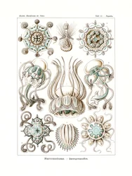 Narcomedusae、1899-1904